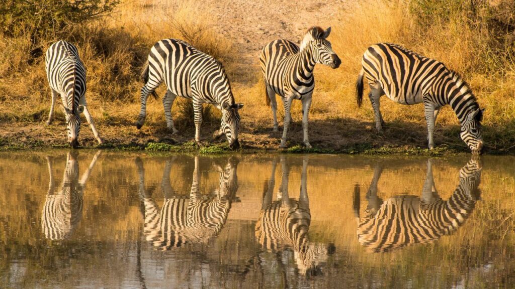 zebra, kruger national park south africa